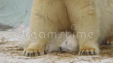 波特瑞特：冬天北极熊在<strong>动物园</strong>里照顾她熟睡的幼崽