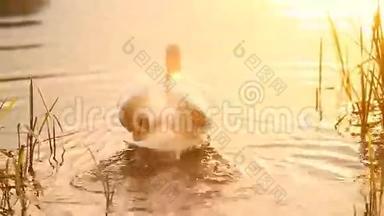 天鹅在日落的金色黄昏灯光下游湖