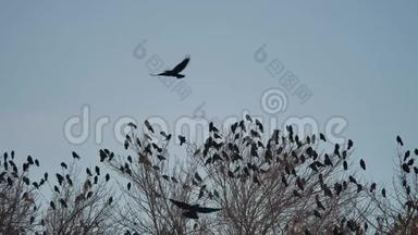 一群乌鸦坐在秋鸟树的顶端。 鸟群迁徙鸟群飞鸦