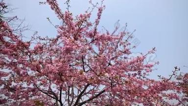 春天的花朵系列：樱花在微风中的樱花树枝上小簇绽放，视野开阔，4K电影