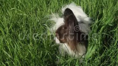 美丽的狗Papillon坐在绿色的<strong>草坪</strong>上吃草，股票录像<strong>视频</strong>