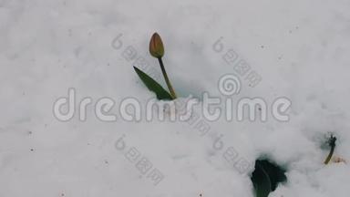 雪中的郁金香花.. 春天暴风雪的后果。