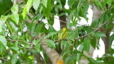 橄榄背太阳鸟栖息在树枝上