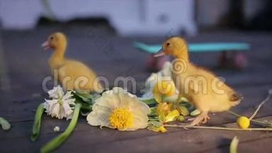 两只小黄鸭在花丛中行走