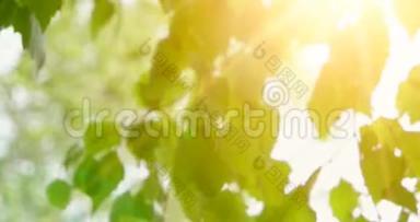 白桦树的嫩叶在白天的<strong>阳光</strong>面前。 在<strong>阳光</strong>明媚的日子里，桦树的叶子闪烁着<strong>阳光</strong>。 有机或生态概念。