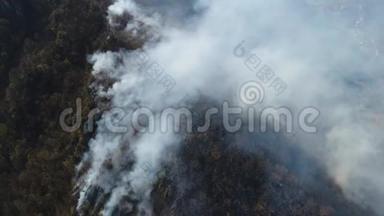 一片燃烧着浓烟的树林中移动的画面