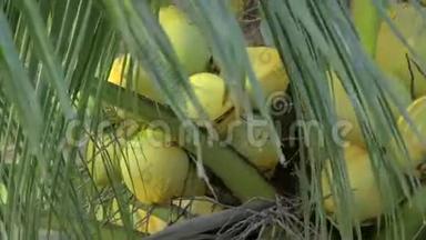 在椰子树上的一束带着巨大叶子的<strong>黄绿</strong>色椰子中观看