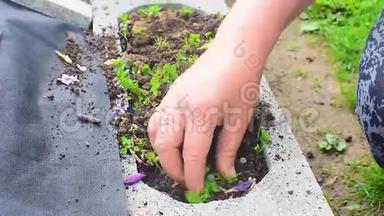 无法辨认的女人用她的手在花园里撕开杂草。