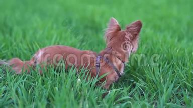 可爱的滑稽狗吉娃娃在绿色的田野里散步。 漂亮的小狗，大耳朵