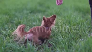 可爱的滑稽狗吉娃娃在绿色的田野里散步。 漂亮的小狗，大耳朵