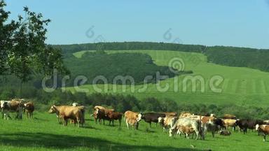 草地上有成群的奶牛的景观，教科文组织生物圈保护区Bile Karpaty