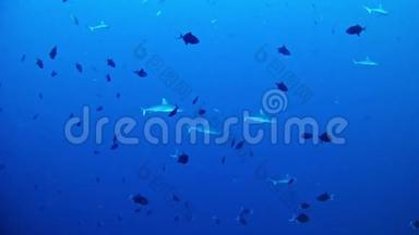 潜水马尔代夫-鲨鱼