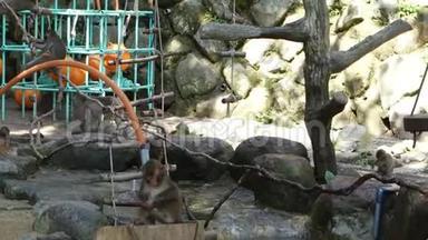 日本Oita的<strong>野生</strong>日本<strong>猴子</strong>。 吃麦饵的<strong>猴子</strong>