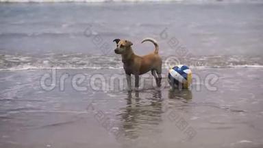 狗在水里。 在沙滩上打海洋排球。 狗和她在水里玩。 一波又一波的打蜡和打蜡