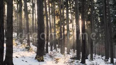 冬天的森林日落太<strong>阳光</strong>线，落雪
