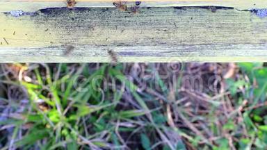蜜蜂从蜂巢飞来飞去