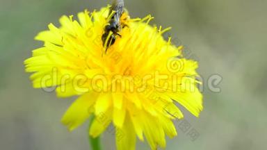 蜜蜂在黄色的蒲公英上收集花粉