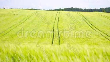 在黄绿青青的青稞田里，拖拉机履带。 翻腾的玉米植株在风中飘荡.. 三版自由度