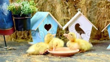特写，三只小黄鸭从盘子里喝水.. 背景是干草堆，颜色很小