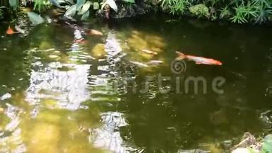 锦鲤鱼在花园的池塘里游泳。