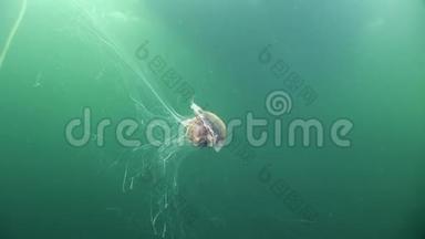 白海绿色背景下的美杜莎水母。