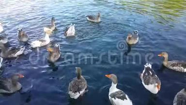 一群鸭子在湖里<strong>游泳</strong>，吃着游客扔的玉米，浸<strong>入水</strong>中，吃着拍摄到的苔藓