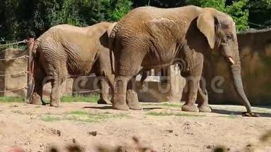 两头非洲大象慢步走，