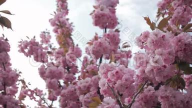日本东方樱花、樱花、粉嫩嫩枝盛开的春景