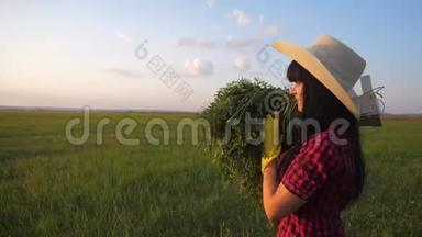 女孩红脖子农夫。农业收获生态农业概念慢镜头。收割庄稼的快乐女孩