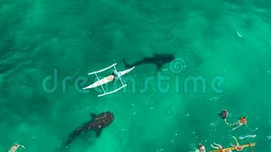 在菲律宾宿务岛观看<strong>奥斯</strong>陆鲸鲨。