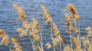 吹在芦苇里的风。 黄河上的黄草随风吹在池塘上，带着蓝色的水。 关门