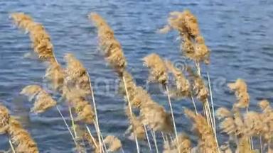 吹在芦苇里的风。 <strong>黄河</strong>上的黄草随风吹在池塘上，带着蓝色的水。 关门