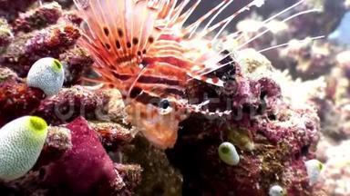 马尔代夫海底背景下红色的蝎子鱼狮子鱼。
