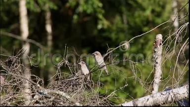 两只<strong>雏鸟</strong>红背石击(Laniuscollurio)正坐在一棵倒下的树干枝上