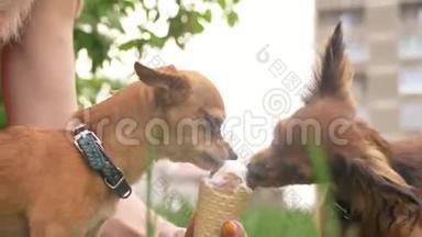 两只狗舔<strong>冰淇淋</strong>。 那些猎犬吃美味的奶油<strong>冰淇淋</strong>。 带有草莓味的<strong>冰淇淋</strong>甜筒有害