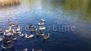 一群鸭子在湖里游泳，吃着游客扔的玉米，浸<strong>入水</strong>中，吃着拍摄到的苔藓