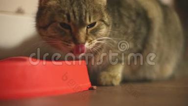 <strong>禁忌</strong>猫吃红碗里的食物。