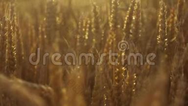美丽的自然，夕阳下的金色小麦的麦穗和华丽的自然场景在缓慢的运动。