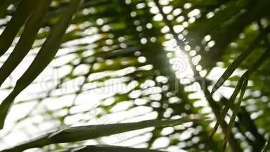椰子棕榈树冠对蓝色阳光天空透视从地面。 热带旅游背景景观