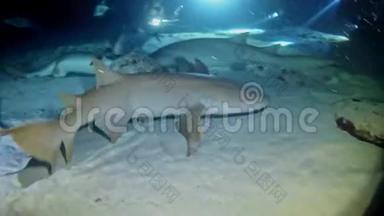 潜水马尔代夫-鲨鱼