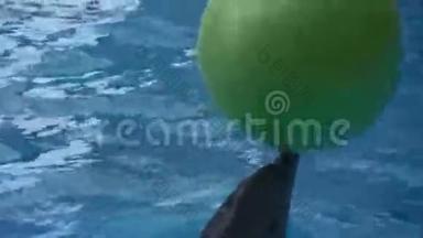 <strong>海豚</strong>玩一个大绿球