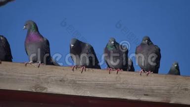 一些野鸽子的鸽子坐在房子的屋顶上。 鸽子鸟鸽子蓝天背景