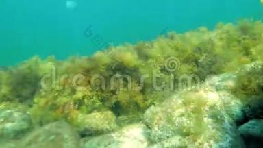 水下，海底有岩石和海藻.. 小鱼和水母。