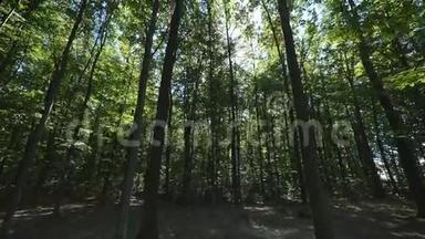 森林中高大树木的广角镜头