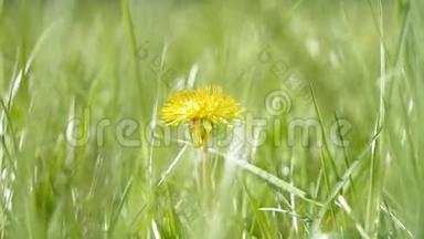 科，青黛兰的黄花，在茂盛的草地上随风摇动，自然颜色分级