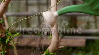园丁正在用<strong>浇水</strong>罐给植物<strong>浇水</strong>。