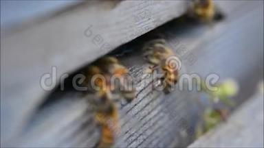 蜜蜂蜜蜂蜜蜂蜜蜂从蜂巢飞来飞去