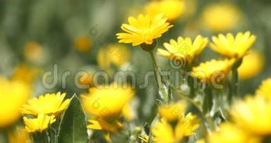 夏日微风中<strong>的</strong>黄色甘菊花。
