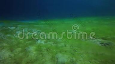 红海深海沙底的绿藻。
