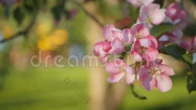 <strong>绿油油</strong>的苹果树，在绿草的背景上开着鲜艳的粉红色的花。